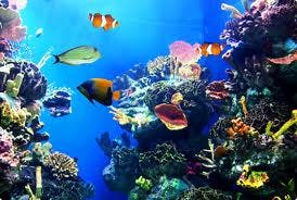 Ilfracombe Aquarium