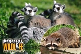 Porfell Wildlife Park