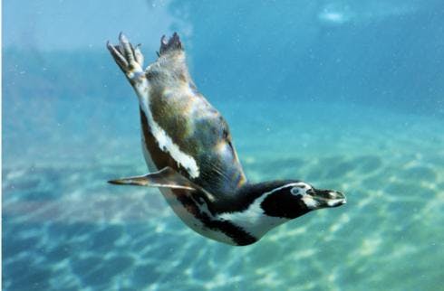 Living Coasts