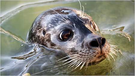 National Seal Sanctuary