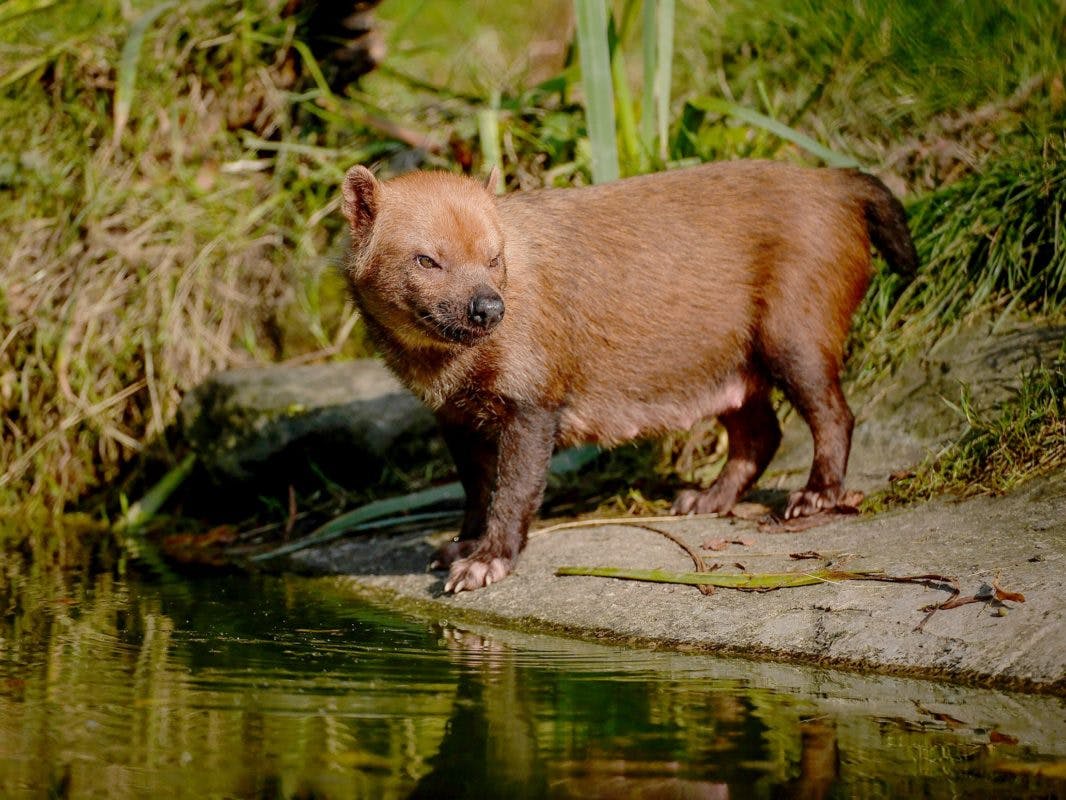 Exmoor Zoo