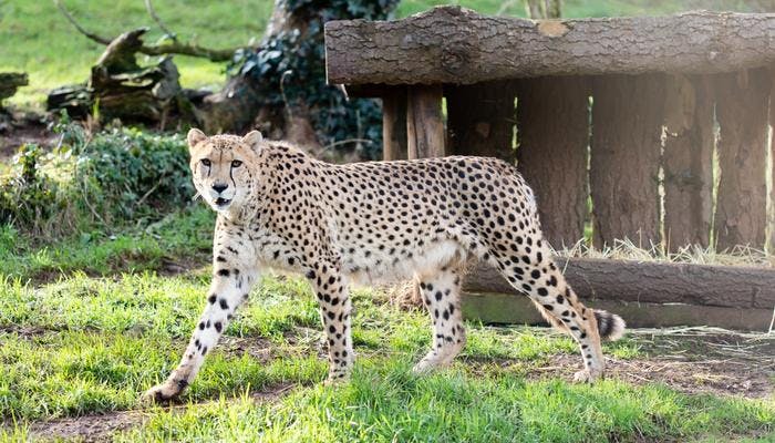 Paignton Zoo