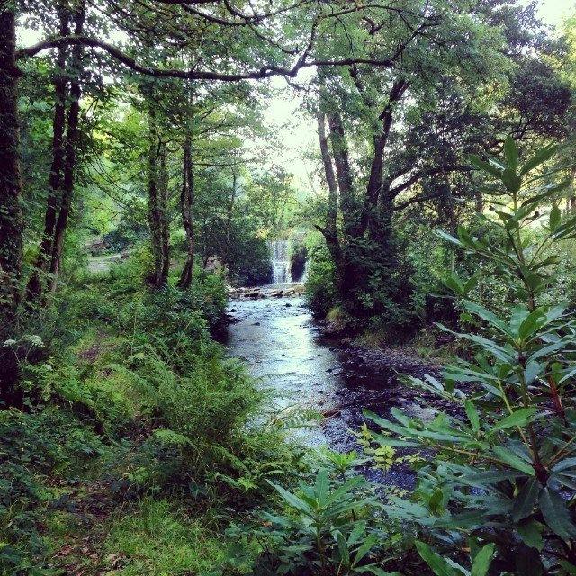 Penllergare Valley Woods