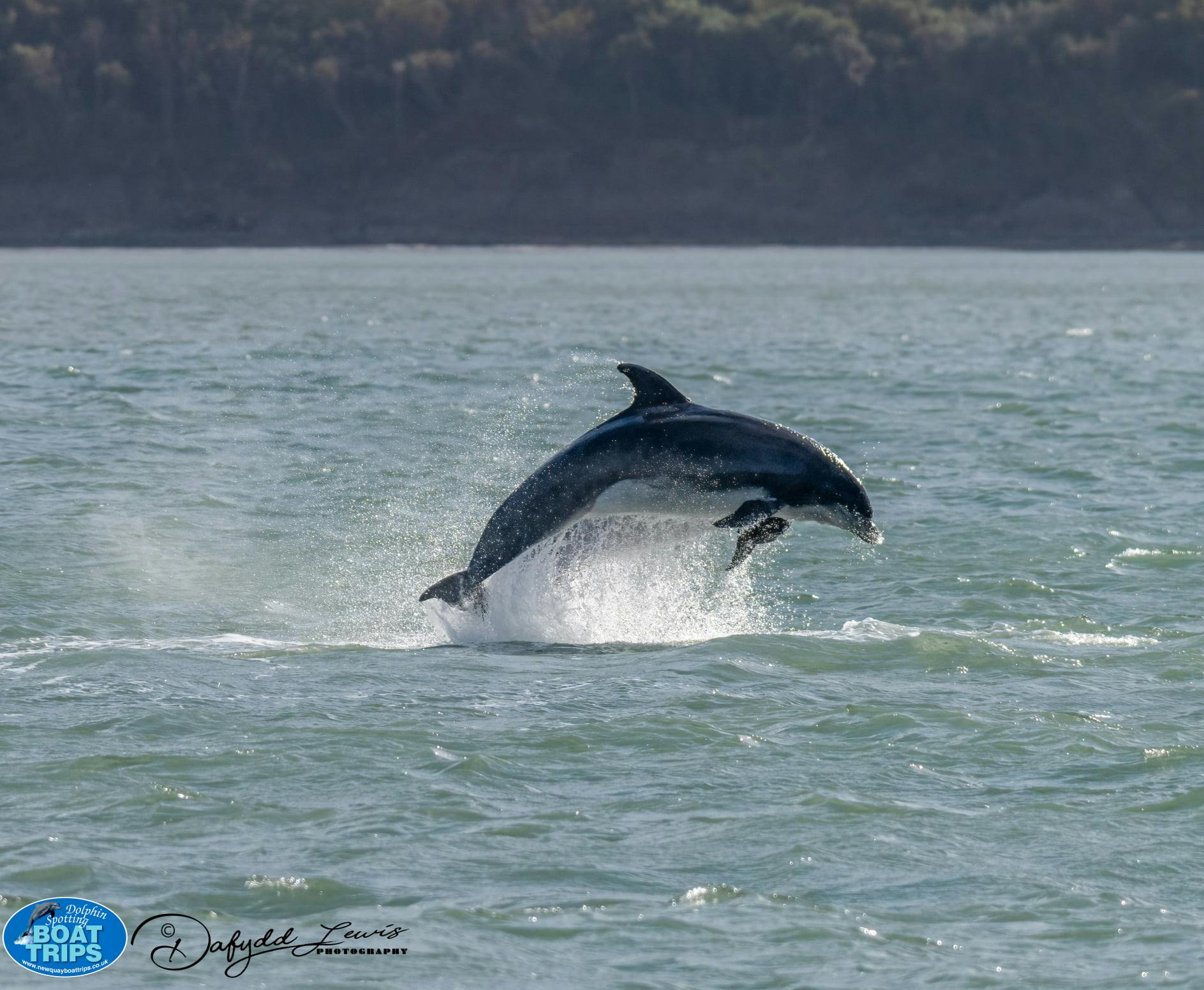 New Quay Boat Trips