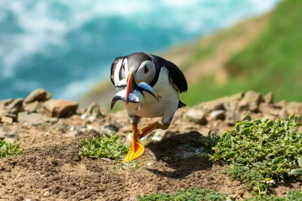 Lundy Island puffins - North Devon caravan holidays