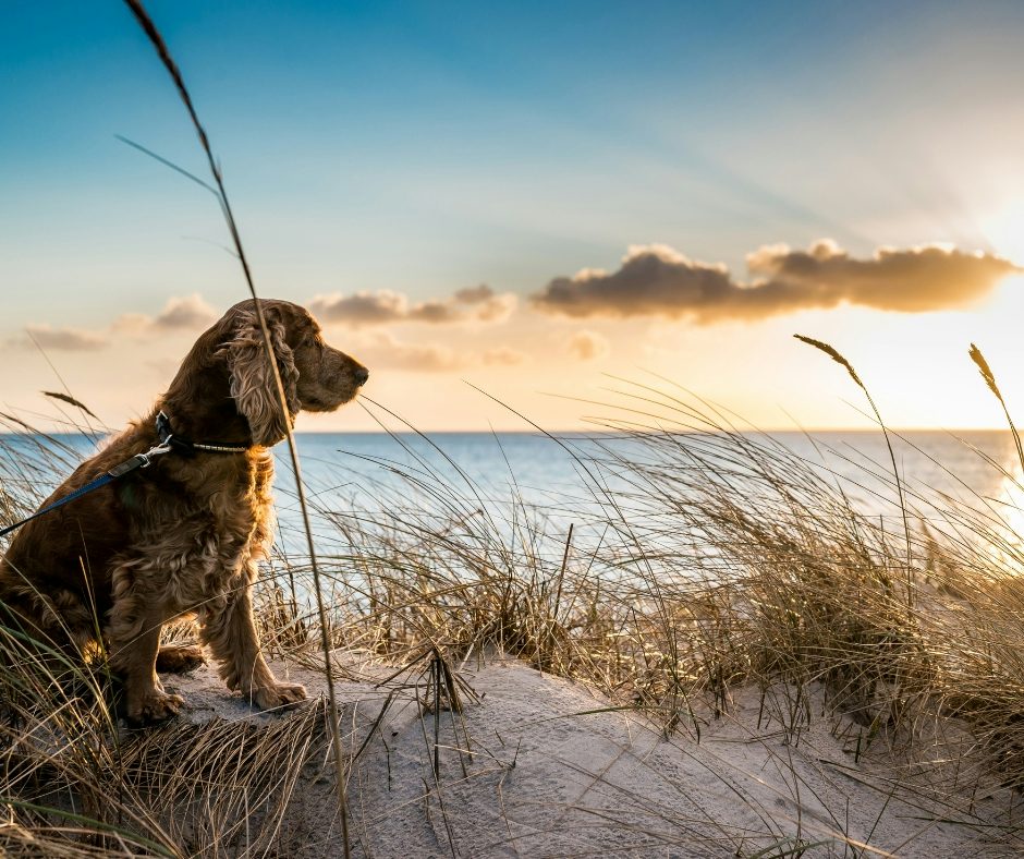 Top tips for dog-friendly holidays