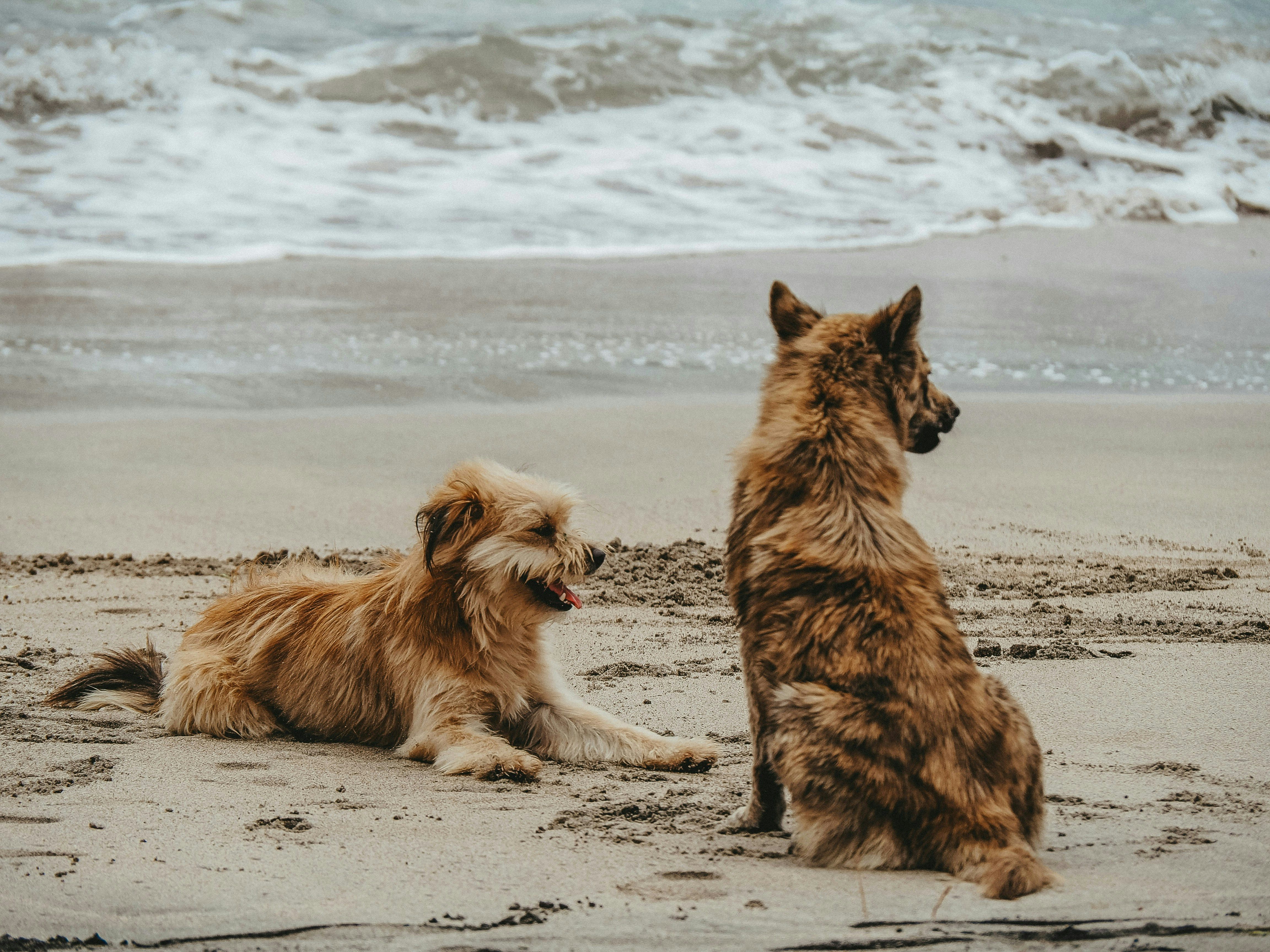 Dog friendly caravan beach holidays UK