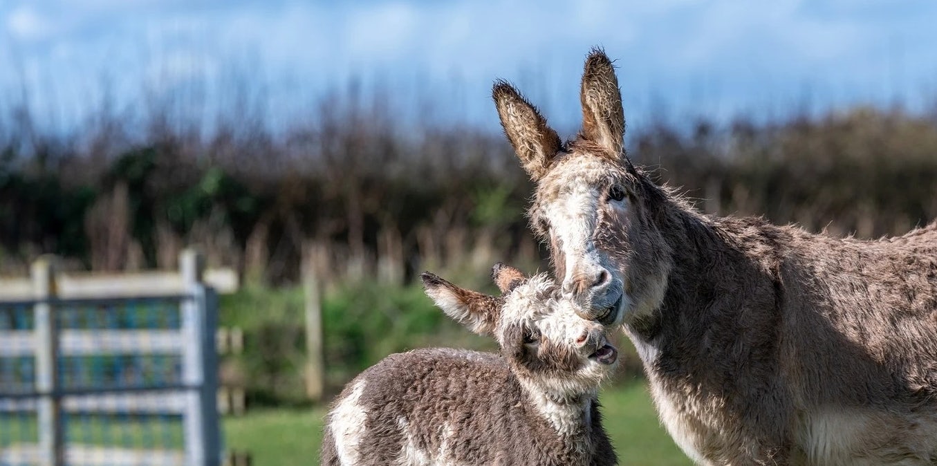 Things to do for free on a family holiday in Devon