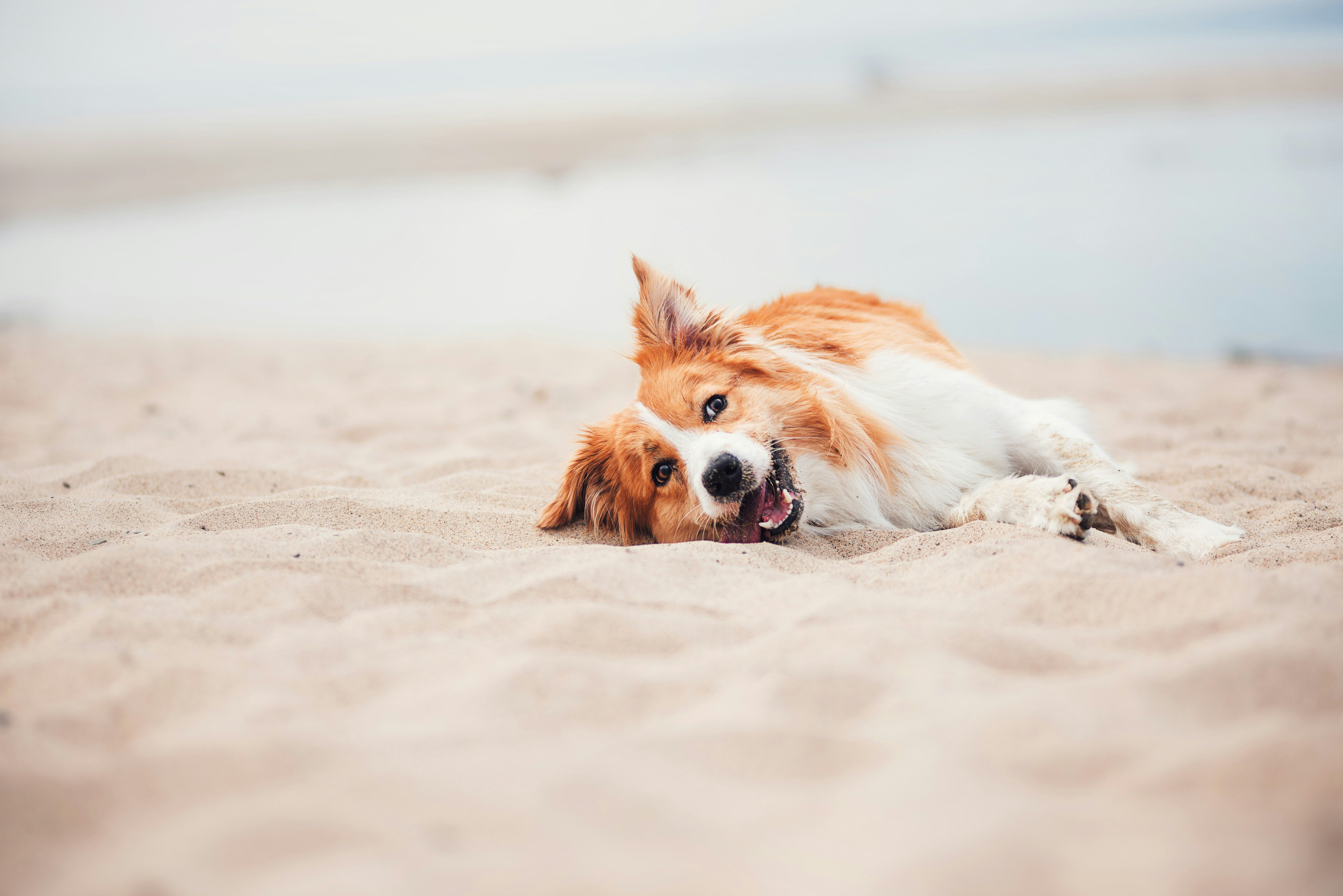 Dog-friendly holidays. Pet-friendly caravan parks. Dog holidays Cornwall. Dog-friendly beaches Cornwall.