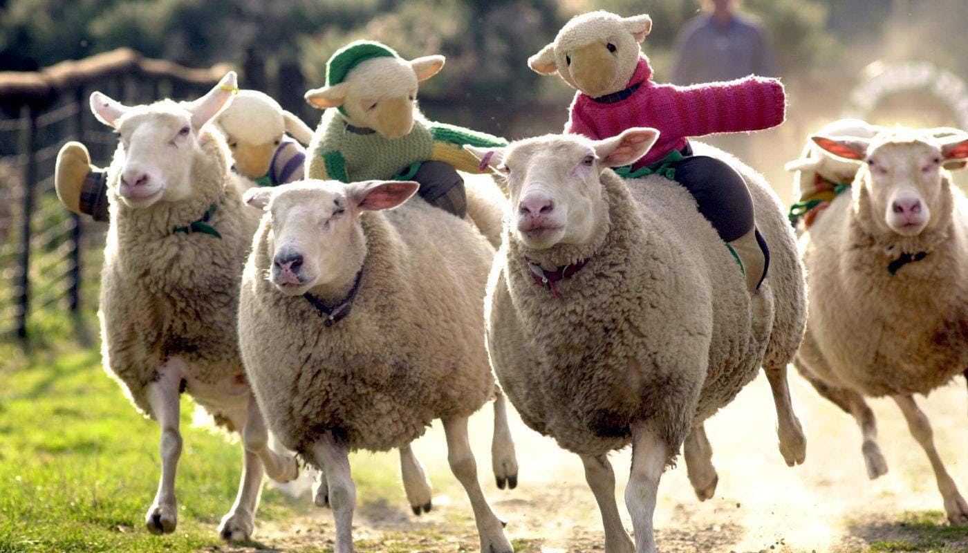 The Big Sheep