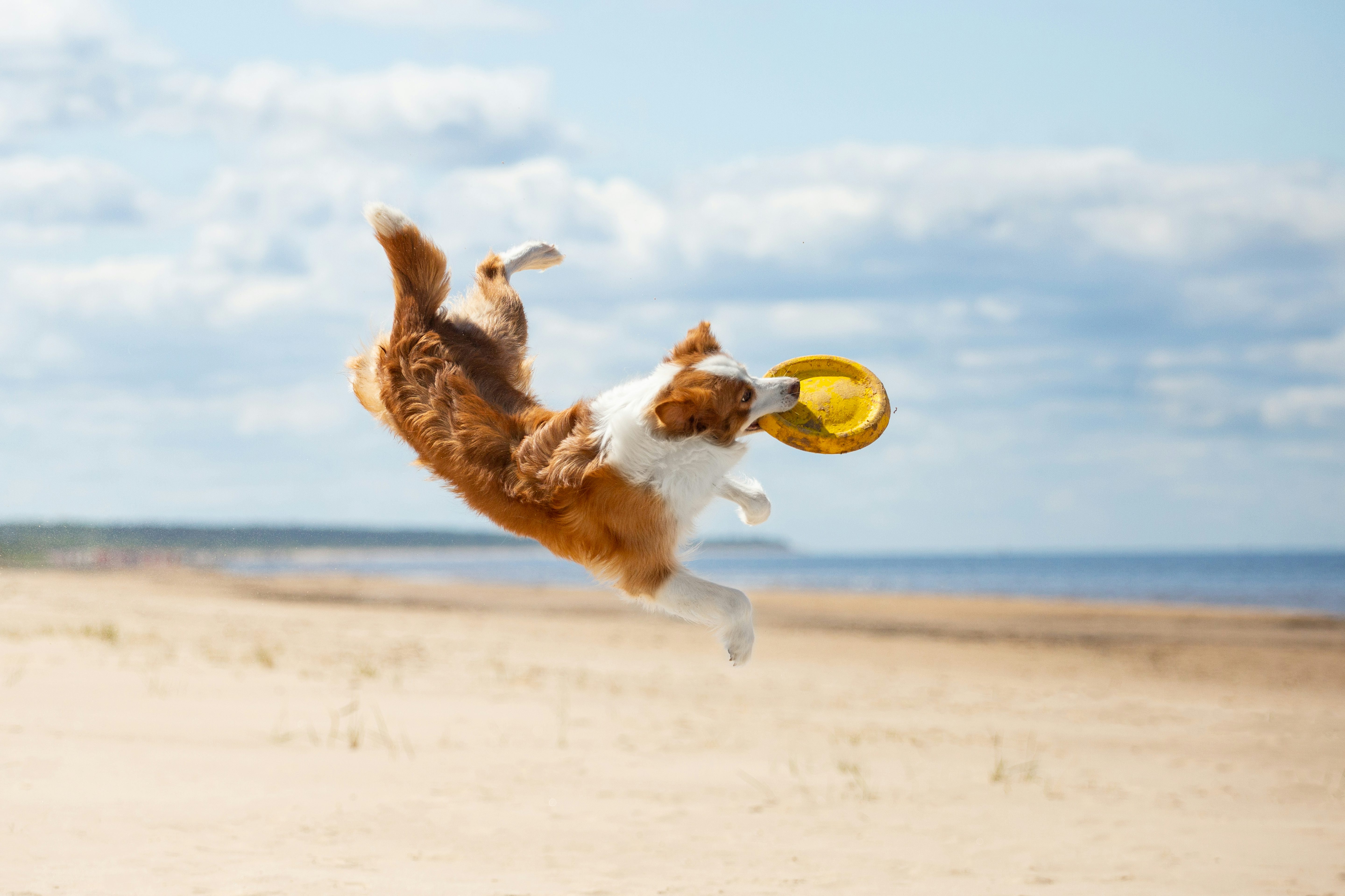 Dog friendly beaches. Pet-friendly holiday parks. Dog friendly caravan parks. Hot tub holidays. Lodge breaks. Beach holidays.