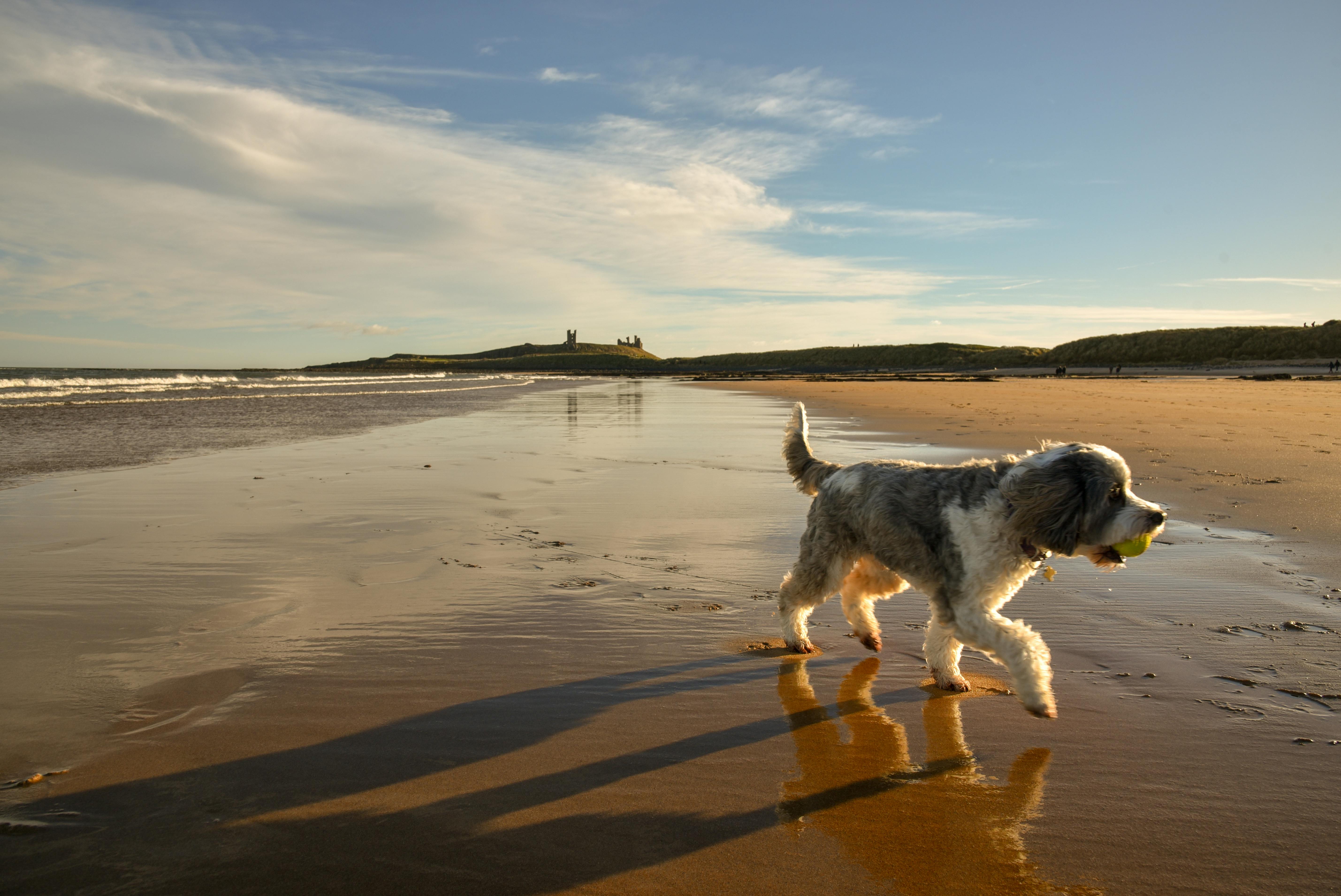 Dog friendly holidays to holiday parks