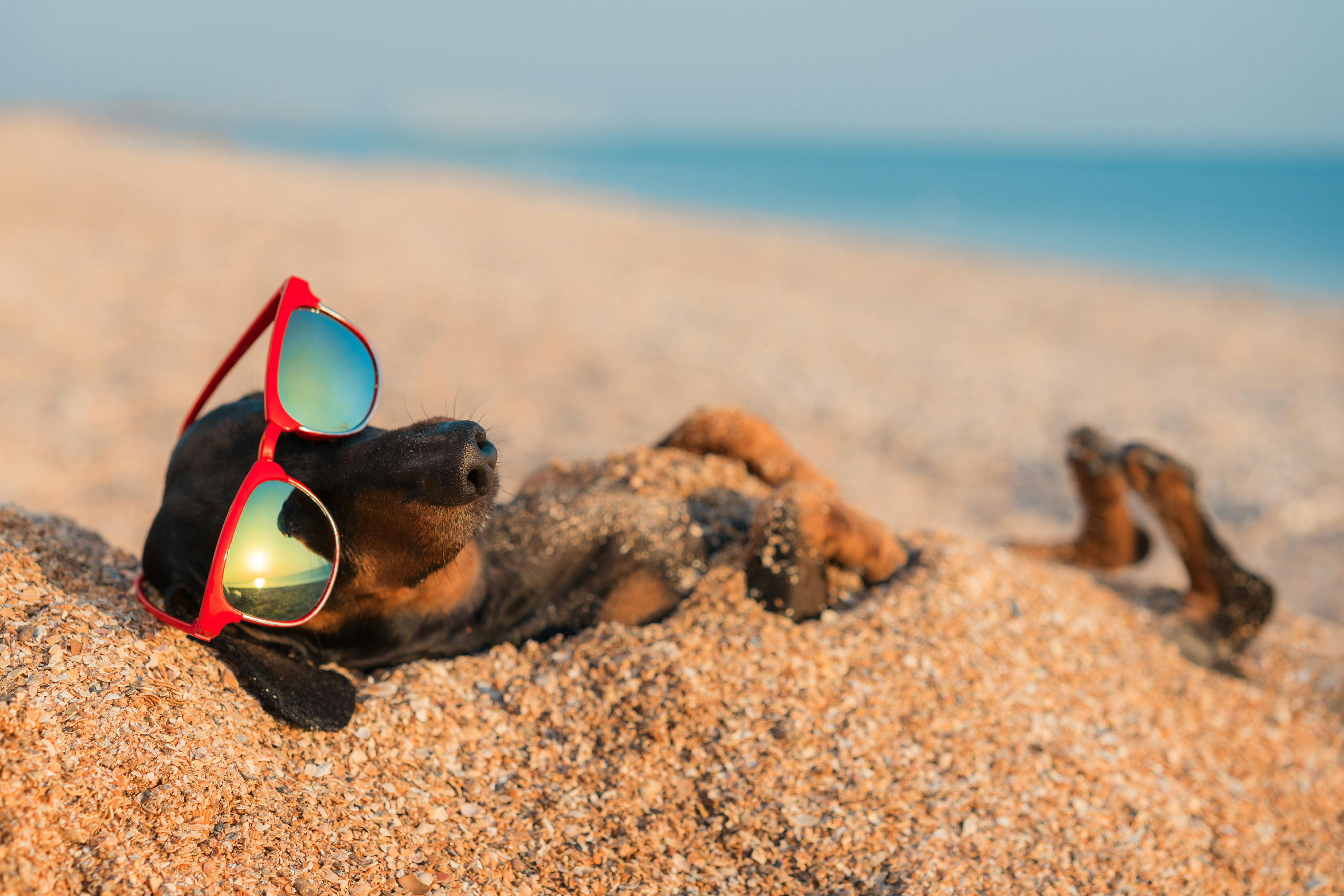 Pet-Friendly Holidays